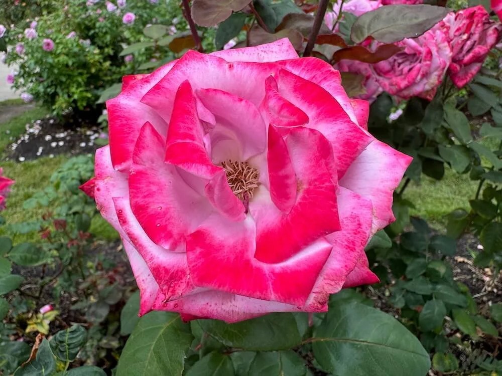 Rosa 'Betty Prior' (Betty Prior Floribunda Rose) — Northwest Blooms